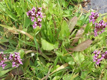 Fedia graciliflora / Lattughella