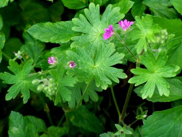 Geranium molle