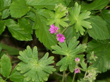 Geranium molle