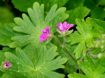 Geranium molle