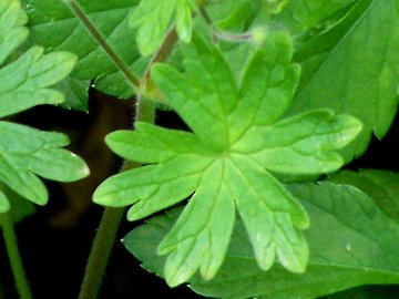 Geranium molle