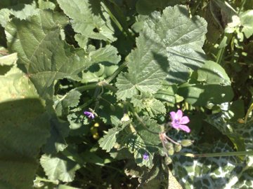 Malva con fiore di Geranio? no, Erodium sp.