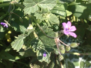 Malva con fiore di Geranio? no, Erodium sp.