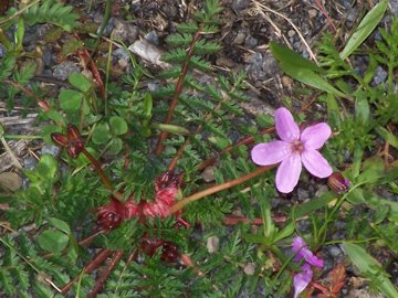 Erodium cicutarium