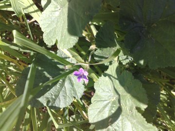 Malva con fiore di Geranio? no, Erodium sp.