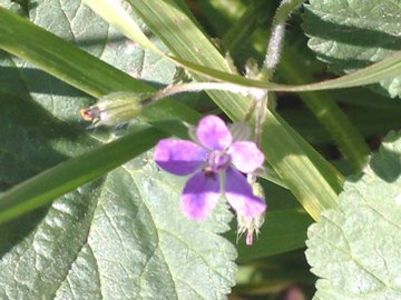 Malva con fiore di Geranio? no, Erodium sp.