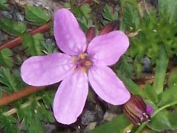 Erodium cicutarium