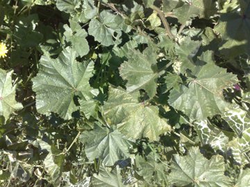 Malva con fiore di Geranio? no, Erodium sp.