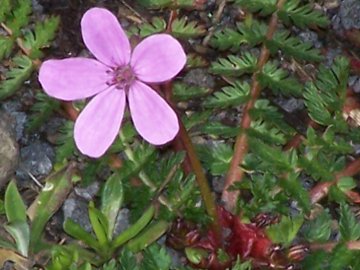 Erodium cicutarium