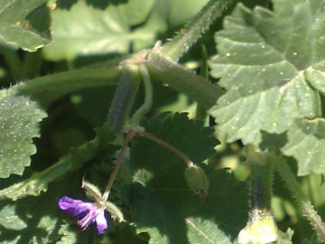 Malva con fiore di Geranio? no, Erodium sp.