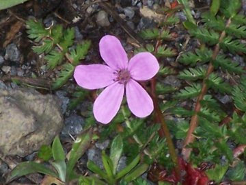 Erodium cicutarium