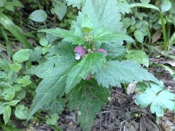 Lamium maculatum