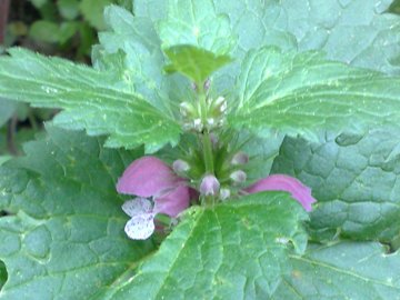 Lamium maculatum