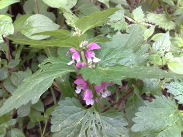 Lamium maculatum