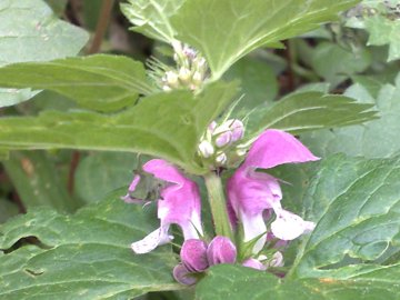 Lamium maculatum