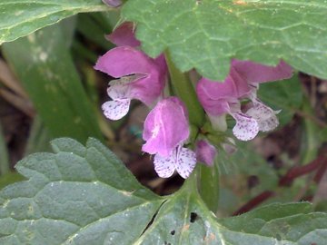 Lamium maculatum