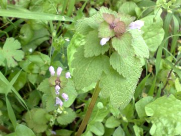 Lamium purpureum