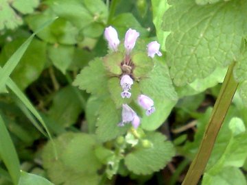 Lamium purpureum