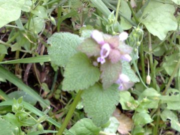 Lamium purpureum