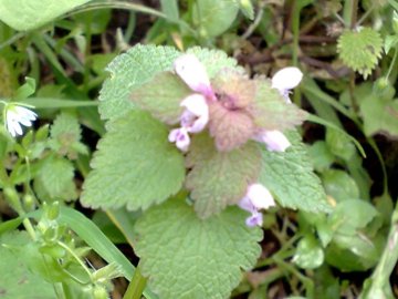 Lamium purpureum