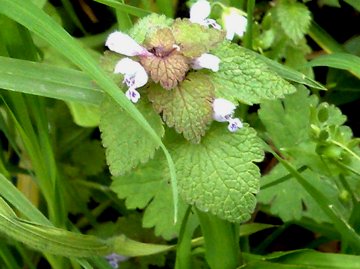 Lamium purpureum