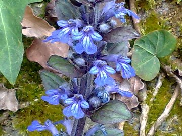 Ajuga reptans