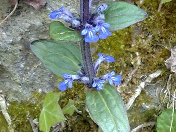 Ajuga reptans