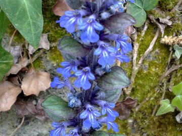 Ajuga reptans