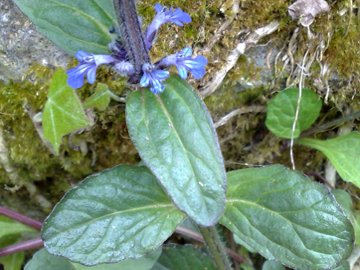 Ajuga reptans