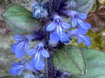 Ajuga reptans