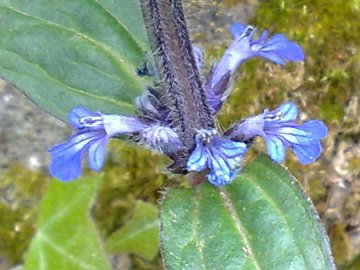 Ajuga reptans