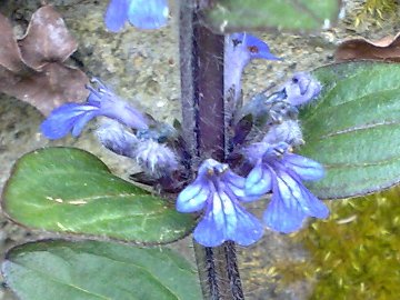 Ajuga reptans