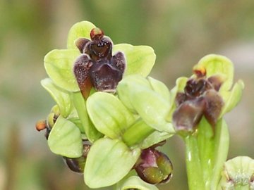 Un prato di Ophrys bombyliflora