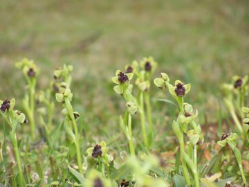 Un prato di Ophrys bombyliflora