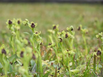 Un prato di Ophrys bombyliflora