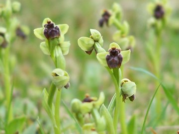 Un prato di Ophrys bombyliflora