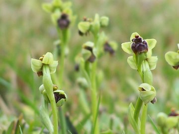 Un prato di Ophrys bombyliflora