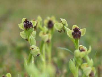 Un prato di Ophrys bombyliflora