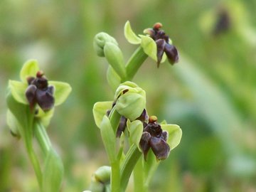 Un prato di Ophrys bombyliflora