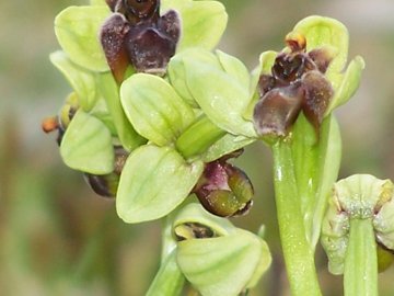 Un prato di Ophrys bombyliflora