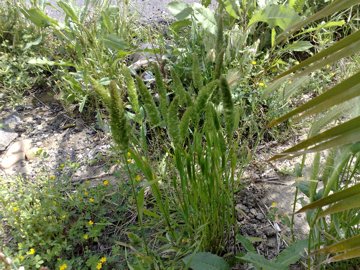 Una Poacea a ciuffi - Lophochloa cristata