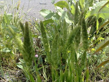 Una Poacea a ciuffi - Lophochloa cristata