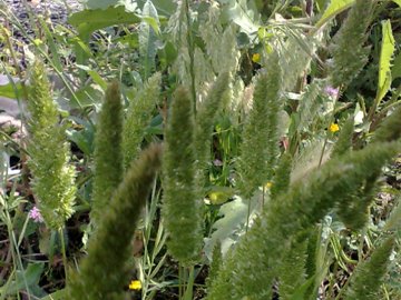 Una Poacea a ciuffi - Lophochloa cristata