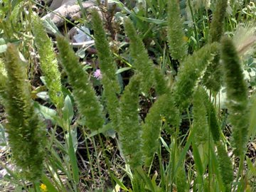 Una Poacea a ciuffi - Lophochloa cristata