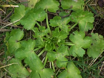 Ranunculus muricatus