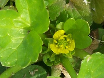 Ranunculus muricatus