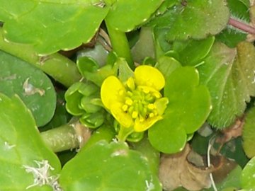 Ranunculus muricatus