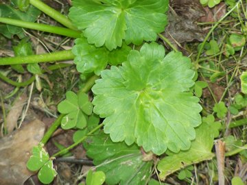 Ranunculus muricatus