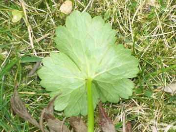 Ranunculus muricatus