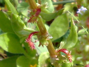 Rumex bucephalophorus